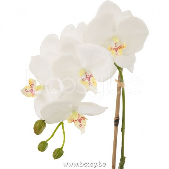 Jline 12486 Bloemen Fleurs Flowers Blumen Flores Fiori DECORATIE Kunst Bloemen Planten Bomen