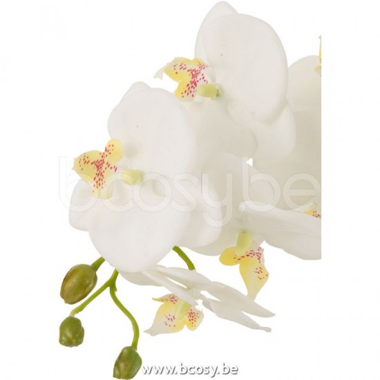 Jline 12488 Bloemen Fleurs Flowers Blumen Flores Fiori DECORATIE Kunst Bloemen Planten Bomen