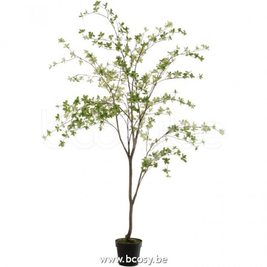 plantes Jolipa J Line Jline Plante Fines Feuilles Plastique Vert Noir