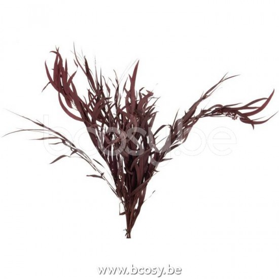 branches d'arbres Jolipa J Line Jline Bouquet Eucalyptus Sauvage Seche Bordeaux