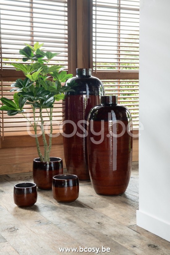 Jline Pachira En Maceta Plastico Verde Small