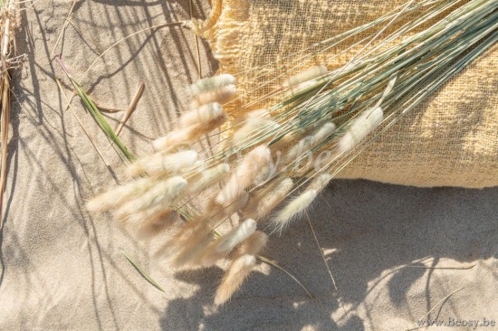 Jline Fardo Pluma Cola De Liebre Seca Hierba Natural