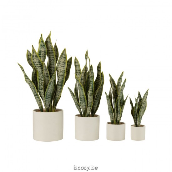 J Line Succulentes Jolipa Plant Sansevieria En Pot Pvc Vert Extra Large.