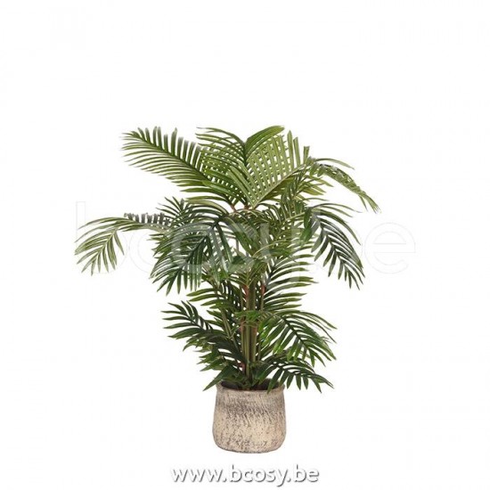 LABEL51 Palmier Areca Areca Palm Vert Plastique.