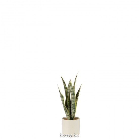 J Line Succulentes Jolipa Plant Sansevieria En Pot Pvc Vert Small.