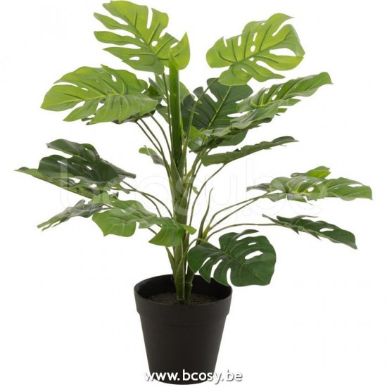 plantes Jolipa J Line Jline Philodendron En Pot Plastique Vert Small