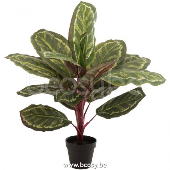 plantes Jolipa J Line Jline Peacock Plante En Pot Plastique Vert