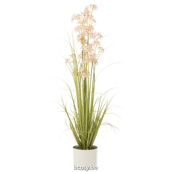 J Line Allium In Pot Plastic Green Light Pink Large plants in pot.