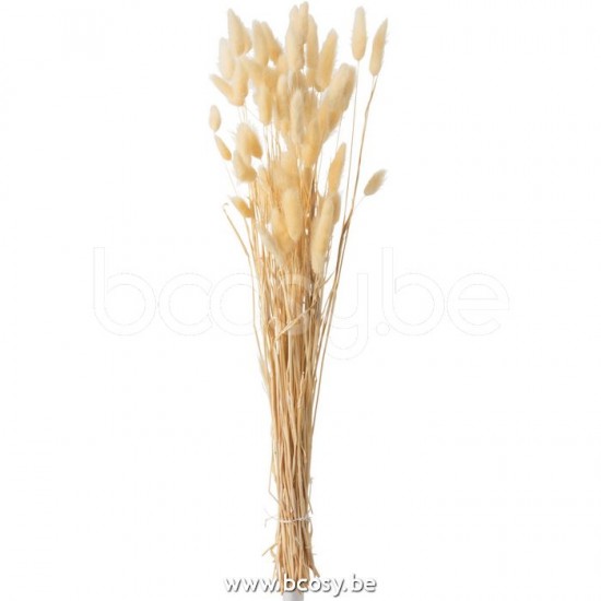 J Line Jline Bundel Pluim Hazenstaart Gedroogd Beige