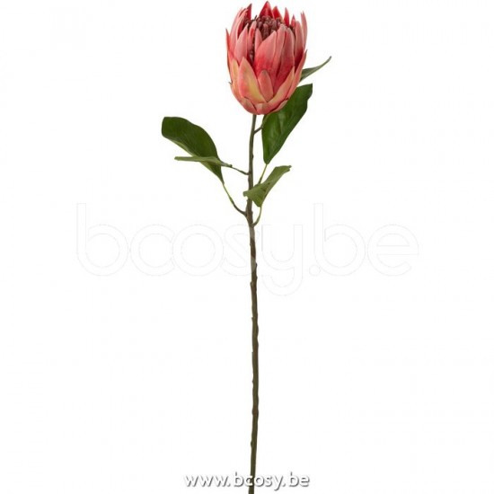J Line Jline Protea Ast Plastik Rot blumen