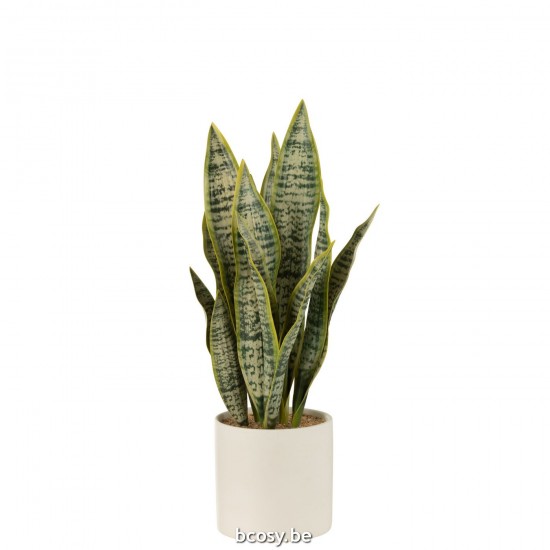 J Line Plant Sansevieria In Pot Pvc Green Large cacti Succulents.