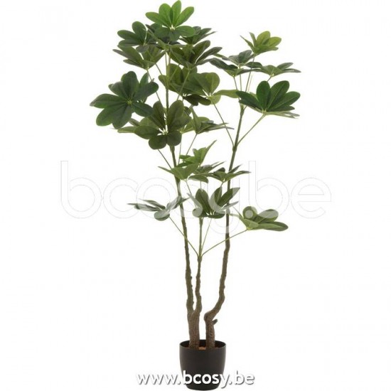 J Line Jline Crassula Vaso Plastica Verde Large Pachira En Maceta Plastico Verde Large