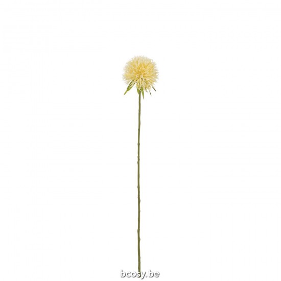 J Line Flower Allium Plastic Light Yellow S allium plants Aji plants.