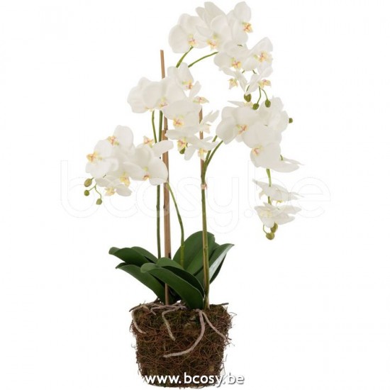 J Line Jline Orchidea Terra Plastica Bianco Verde Large Orquidea En Tierra Plastico Blanco Verde Large