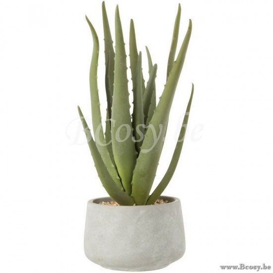 J Line 4109 Accesorios De Casa Decoratie siercactus cactussen Vertreter siercactus Design Online Kopen Online Online Winkels Decorations Eshop Home Accessories Decoracion Accessori Della Casa Distribu