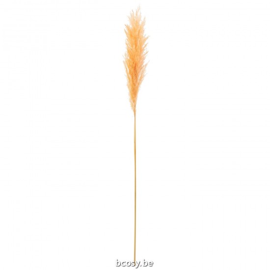 J Line 33213 droogbloem droogbloemen Trockenblumen dried flowers fleurs séchées dried flowers fleurs séchées droogbloem Trock.