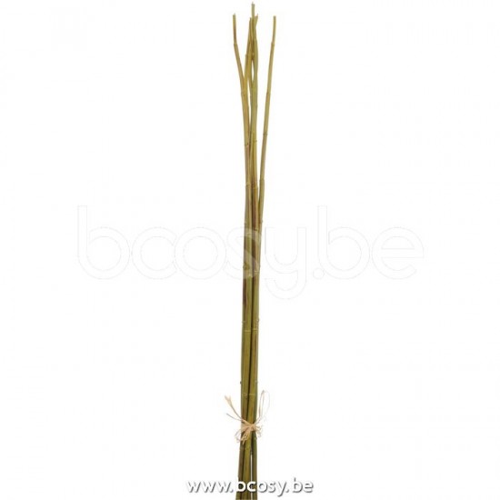 J Line Jline Bambu Fajo Verde L