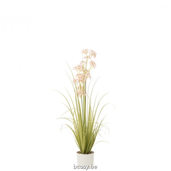 Jline Allium En Maceta Plastico Verde Rosa Claro Medium.