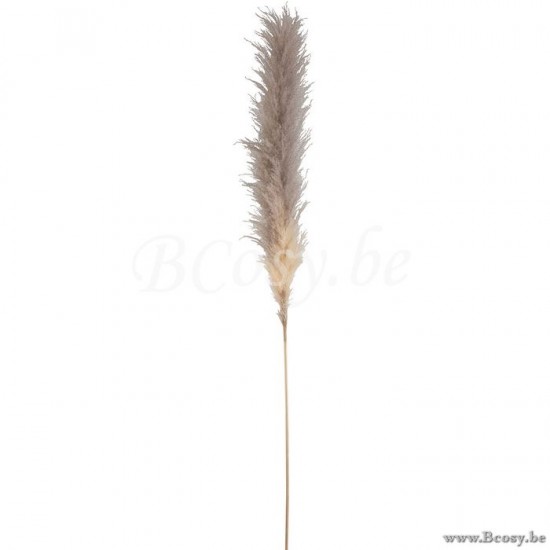 fleurs Jolipa Jline Branche Herbes De Pampa Sechees Naturel Large