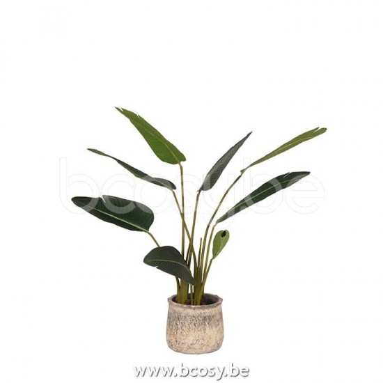 LABEL51 Strelitzia Strelitzia Green Plastic.