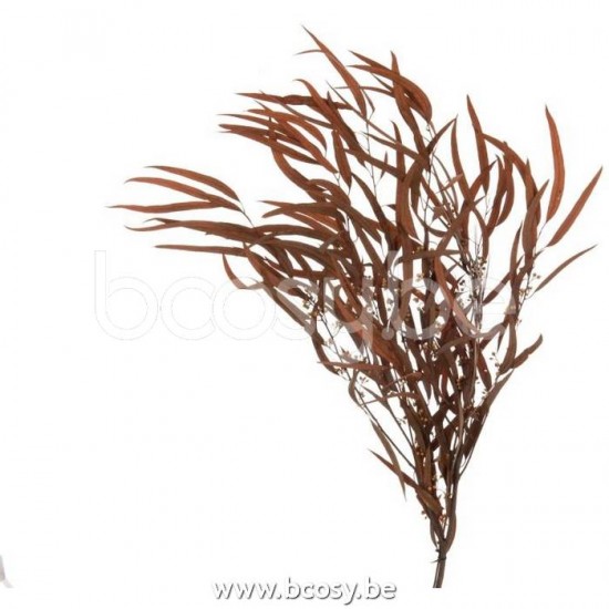 J Line Jline Jolipa 17652 Bundel Eucalyptus Wild Gedroogd Roest