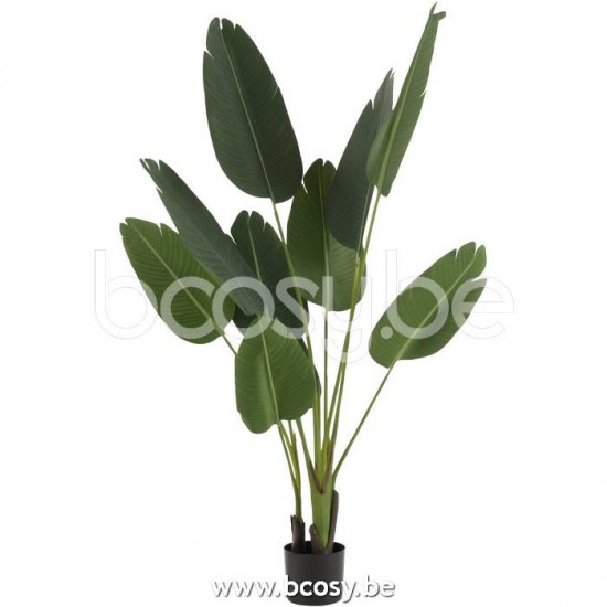 J Line Jline Strelitzia Plastic Green Small plants in pot