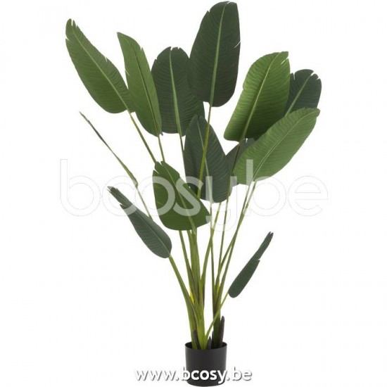 J Line Jline Strelitzia Plastic Green Medium plants in pot