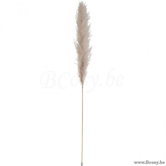 J Line Jline Ast Feder Pampasgras Getrocknet Naturell Medium blumen