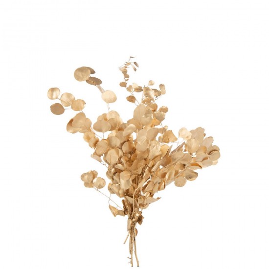 J Line Eucalipto Fiore Secco Oro Eucalipto Flor Seca Dorado.