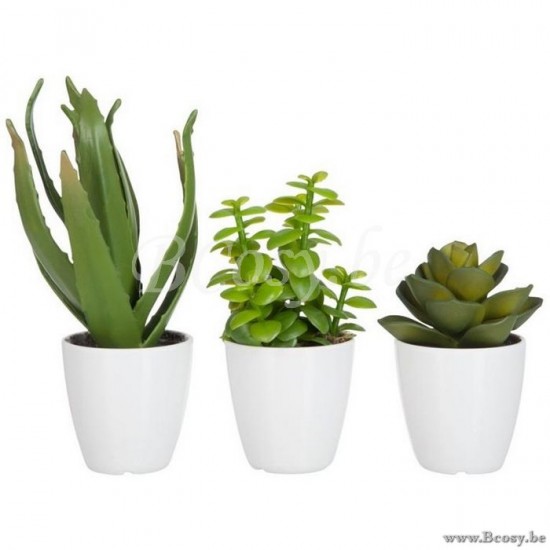 J Line 60580 Vetplant Aloe Vera Lotus Pot Groen Melamine Wit Small cactussen