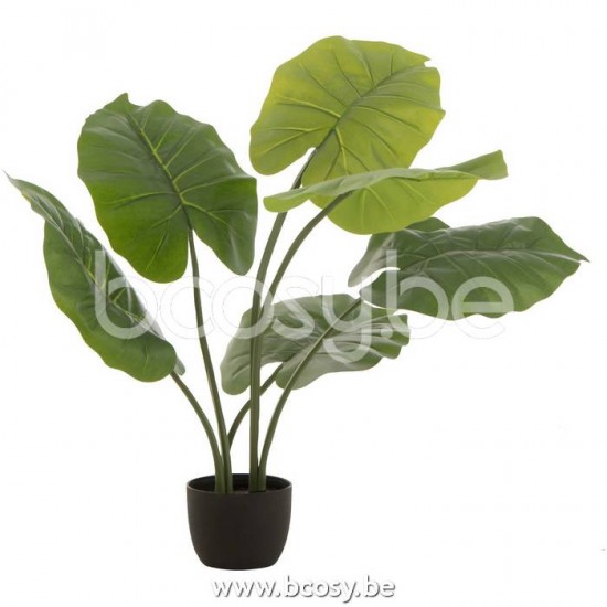 Jline Taro Salvaje En Maceta Plastico Verde Small