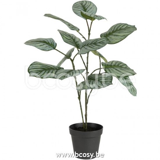 Jline Calathee En Maceta Plastico Mix De Verde