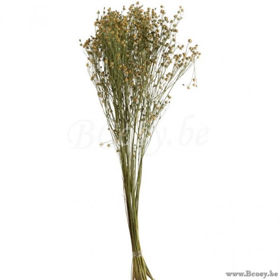 J Line Jline Mazzo Fiori Di Lino Secchi Lino Giallo Fardo Flor De Lino Seca Lino Amarillo