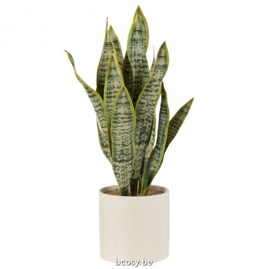 J Line Plant Sansevieria In Pot Pvc Green Extra Large cacti Succulents.