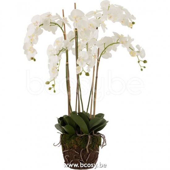 J Line 12489 Orchidee In Aarde Plastiek Wit Groen Extra Large L70xB60xH98 bloemen flores fiori
