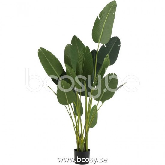 J Line Jline Strelitzia Plastic Green Large plants in pot