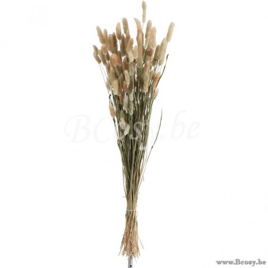 J Line Jline Bundel Pluim Hazenstaart Gedroogd Gras Naturel