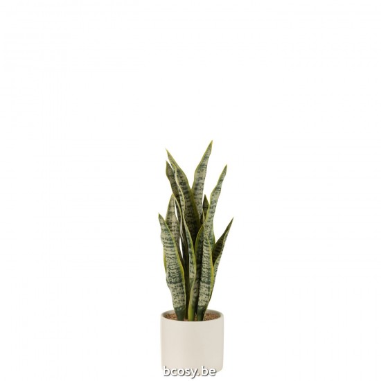 J Line Succulentes Jolipa Plant Sansevieria En Pot Pvc Vert Medium.
