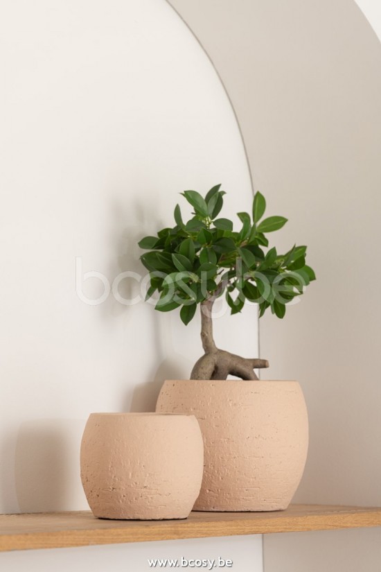 J Line Jline Fico Albero Vaso Plastica Verde Nero Small Higo Chino Ficus Arbol En Maceta Plastico Verde Negro Small