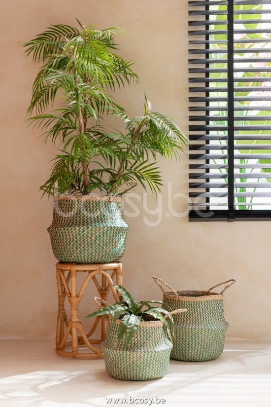 Jline Chamaedorea En Maceta Plastico Verde Negro Large