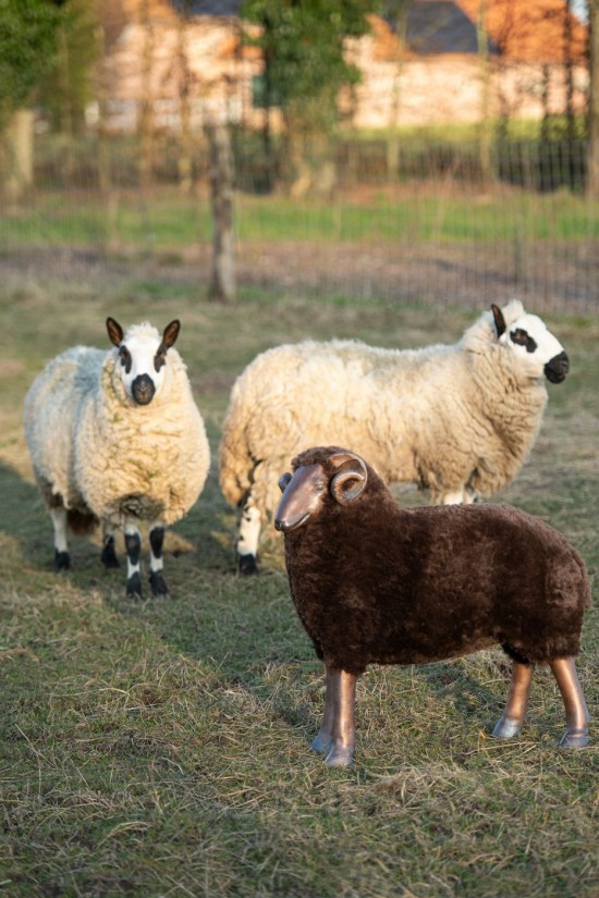 J Line Pecora Corna Polvere Di Calce Marrone Oveja Cuernos Cal En Polvo Marrón.