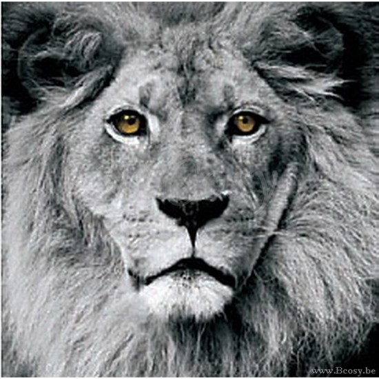 P rogiers pr interiors pr csh 003